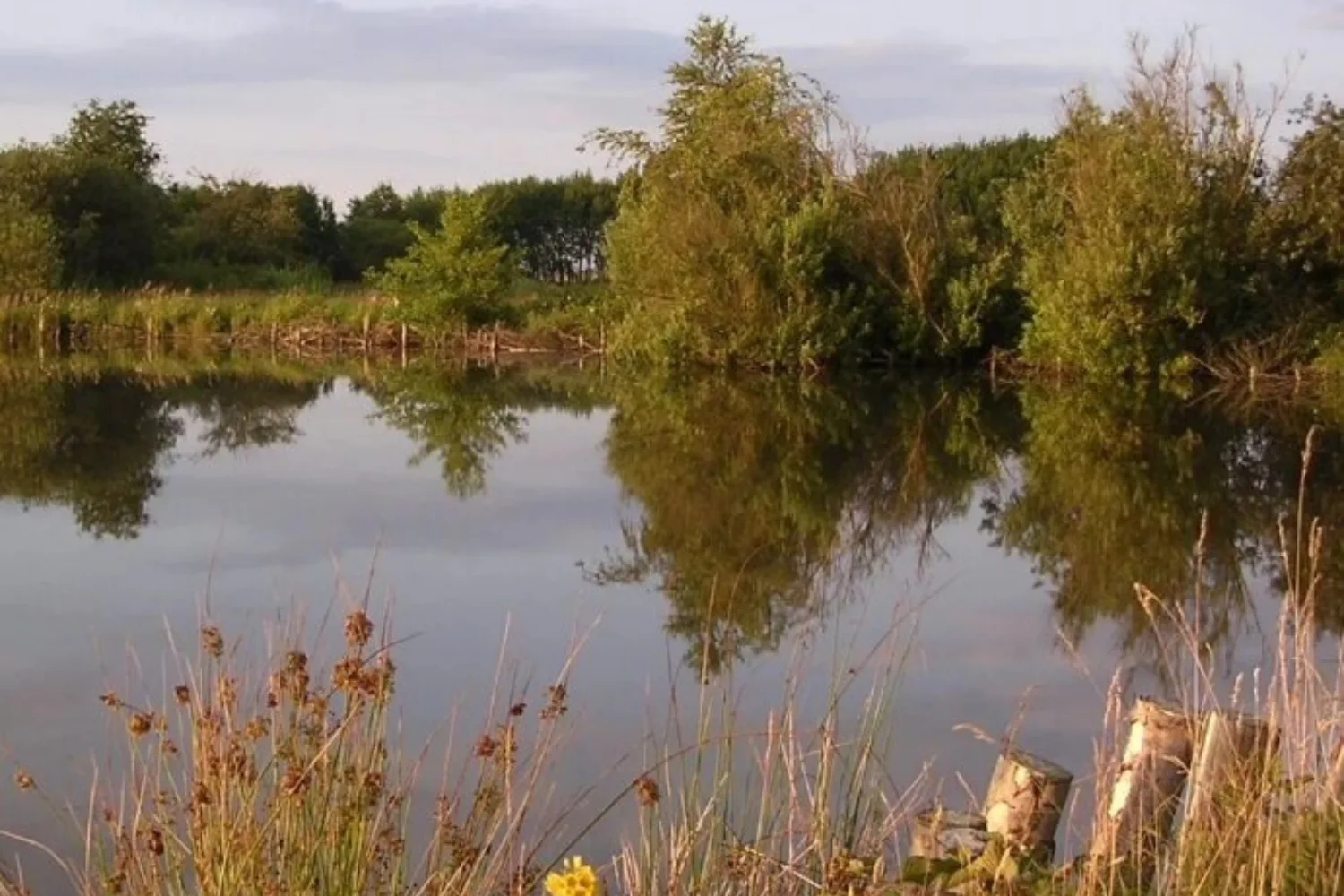 Süderholmer Moor